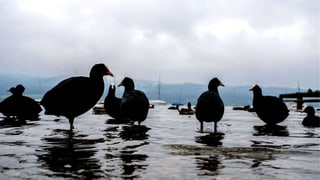 Taucherli am Greifensee.