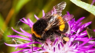 Eine Hummel sitzt auf einer Blume Eine Hummel sitzt auf einer Blume