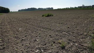 Feld Feld