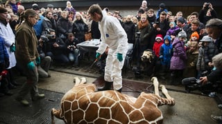 Eine tote Giraffe liegt vor zahlreichen Schaulustigen und einem Arzt, der ganz in weiss gekleidet ist. Eine tote Giraffe liegt vor zahlreichen Schaulustigen und einem Arzt, der ganz in weiss gekleidet ist.
