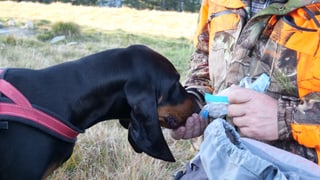 Mann füttert Hund Mann füttert Hund