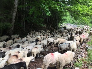 Die Schneisen, die die Schafe nun benutzen, wurden für Lastwagen geschlagen.
