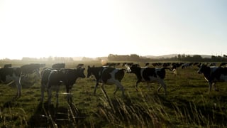 Kühe auf Feld. Kühe auf Feld.