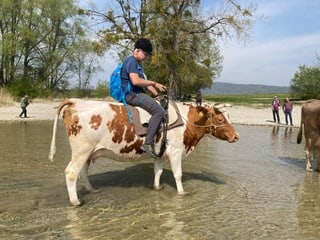 Mann auf Kuh.