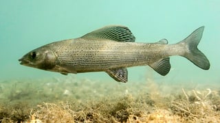Aufnahme einer gesunden Aesche, die knapp über dem Grund schwimmt.