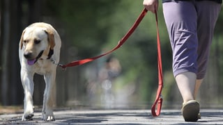 Hund an der Leine