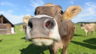 Eine Kuh die in die Kamera schaut Eine Kuh die in die Kamera schaut