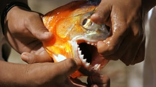 Hände halten das Maul eines Fisches auf