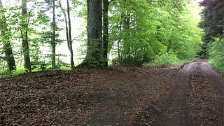 Ein Wald-Abschnitt. Ein Wald-Abschnitt.