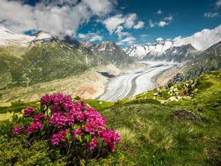 Alpenrosen im Vordergrund dahinter ein Glletscher, es herrscht sonniges Wetter.