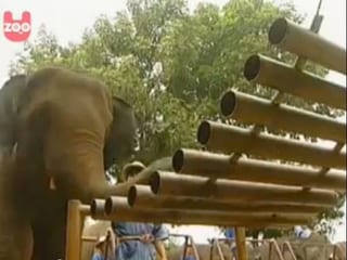 Ein Elefant spielt auf einem grossen Xylofon. 