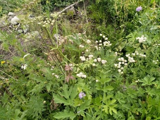 Blumen und Kräuter auf Bergwiesen Blumen und Kräuter auf Bergwiesen