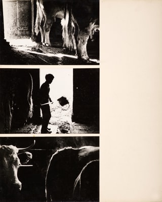 Drei Schwarz-Weiss-Fotografien aus einem Stall