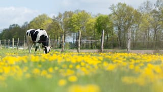 Eine Kuh frisst auf einer Weide Eine Kuh frisst auf einer Weide