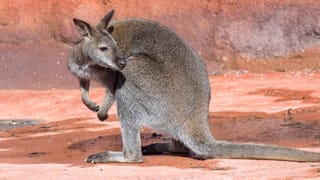 Wallaby Wallaby