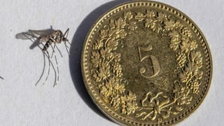 Mücken mit fünfräppler Mücken mit fünfräppler