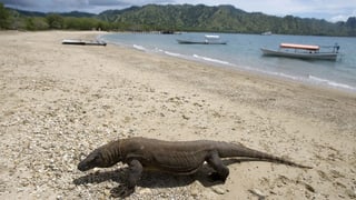 Komodo-Waran an einem Strand, dahinter Boote. Komodo-Waran an einem Strand, dahinter Boote.