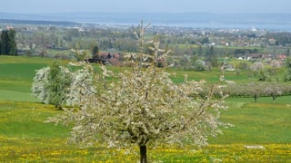Wiese am Bodensee
