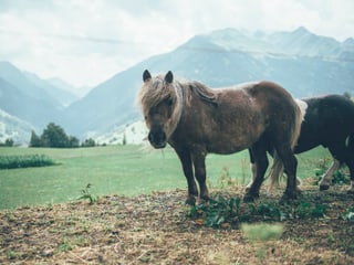 Und da steht dieses allerherzigste Pony. Awww. Und da steht dieses allerherzigste Pony. Awww.