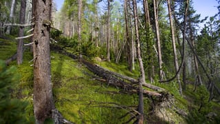 Wald mit liegenden, toten Bäumen Wald mit liegenden, toten Bäumen