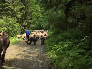 Hirten treiben die Schafe durch die Schneise im Urwald.