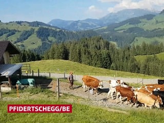 Kühe vor dem Stall Kühe vor dem Stall
