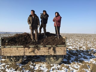 Drei Arbeiter auf einem gefrorenen Reisfeld verteilen Mist als Dünger.