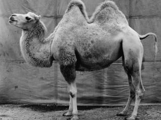 Schwarz-Weiss-Foto eines Kamels