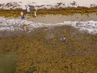 Strand von Lake Worth, Florida, von oben: voller Algen, ein Junge im Wasser.
