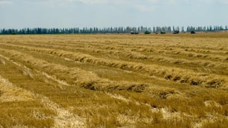 Getreidefelder bis zum Horizont