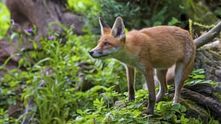 Fuchs im Wald.