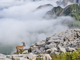 Sonnige Bergspitze mit Steinbock. Unten Nebelmeer. Die Bergkrete ist nur knapp an der Sonne. 