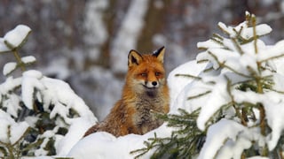 Fuchs im Schnee.