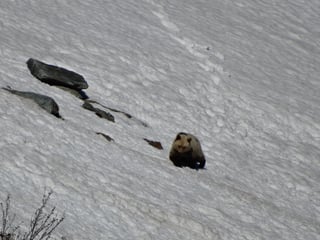 Der Bär auf einem Schneefeld.