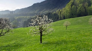 Wiese mit Baum in der Mitte