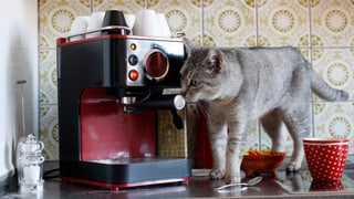 Eine Katze streift um eine Espressomaschine