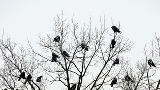 Krähen auf einem Baum