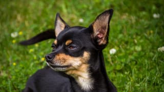 Rehpinscher Rehpinscher