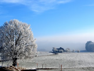 Eine Strasse schlängelt sich über ein schneebedeckte Landschaft. Ein Baum ist mit Raureif belegt. Der Nebel hat sich verzogen und der Himmel ist blau.