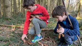 Jungen sammeln Tannzapfen Jungen sammeln Tannzapfen