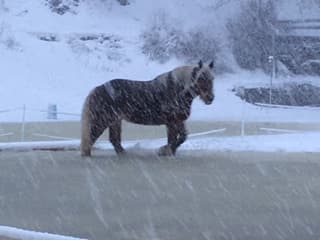 In Saas-Grund sind nur noch die Pferde unterwegs.