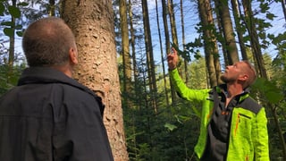 Zwei Männer stehen im Wald und blicken zu einer Fichte hinauf. Zwei Männer stehen im Wald und blicken zu einer Fichte hinauf.