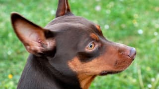Kopf eines Hundes Kopf eines Hundes