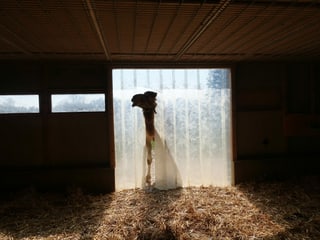 Kamel blickt in den Stall.