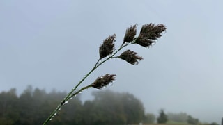 Nasse Pflanze im Nebel. Nasse Pflanze im Nebel.
