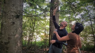 Andreas Rigling erklärt, worauf es bei den Bäumen im Wald der Zukunft ankommt Andreas Rigling erklärt, worauf es bei den Bäumen im Wald der Zukunft ankommt