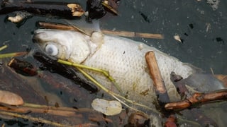 Ein toter Fisch im Rhein.