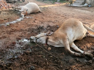 Verendete Kühe nach Gasunglück in Indien