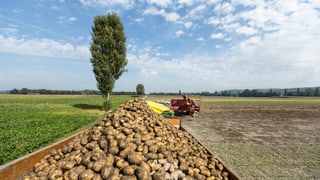 Kartoffelernte in der Schweiz.