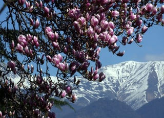 Ein blühender Magnolienbaum in Lugano, im Hintergrund die Kulisse der Tessiner Berge.
